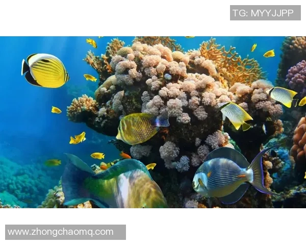 丹佛的信仰：在这里约基奇是人们心中的神明